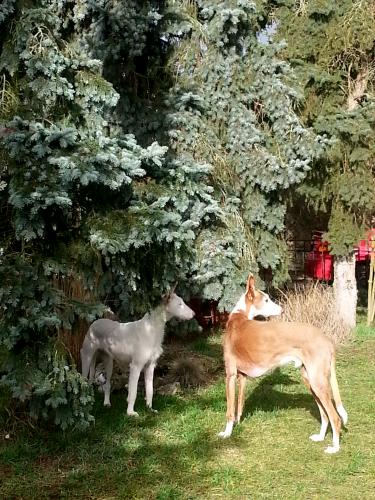 die beiden bei uns im Garten :-)