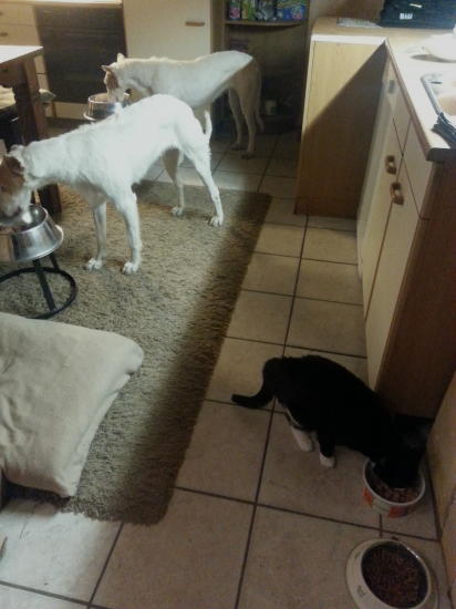 Ginger lies sich erst anschnüffeln und dann wurde das Abendessen zusammen verspeist. :-) Aramis speist wieder im liegen in seinem Bettchen ....