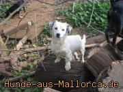 Blanco.jpg
