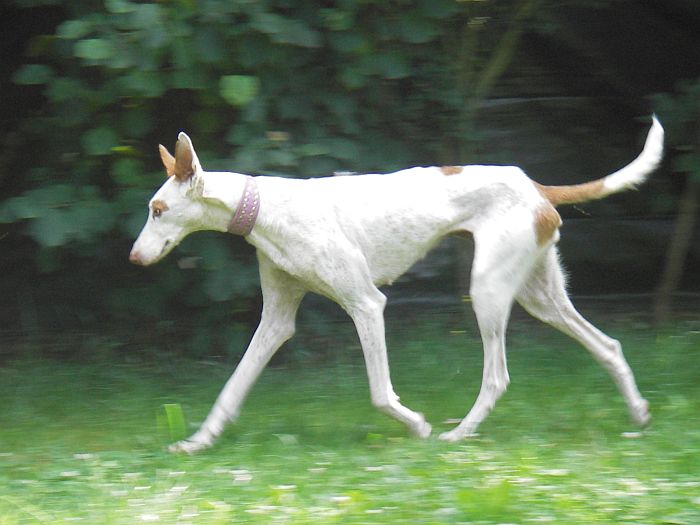 RAIXA Model2.jpg