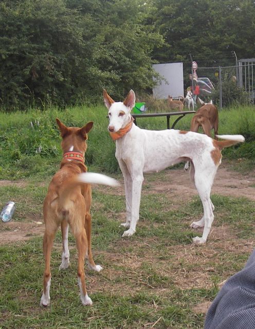 RAIXA und Stella2.jpg