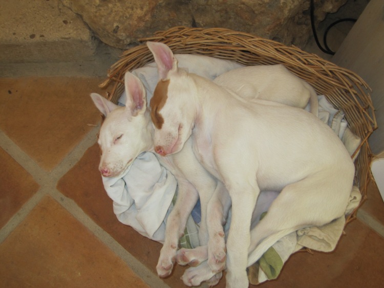 Kuscheln im Doppelpack.jpg