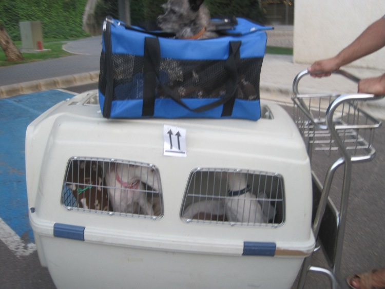 Gepäckwagen.jpg