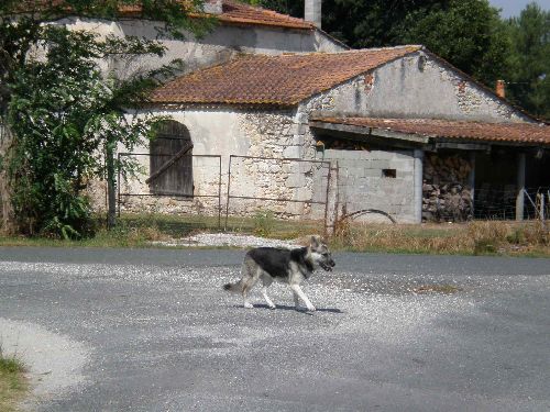 FOSCA2003.jpg