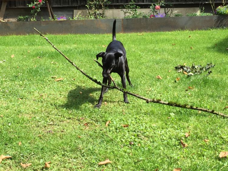 bei der Gartenarbeit.jpg
