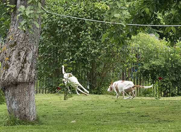 wildejagd.jpg