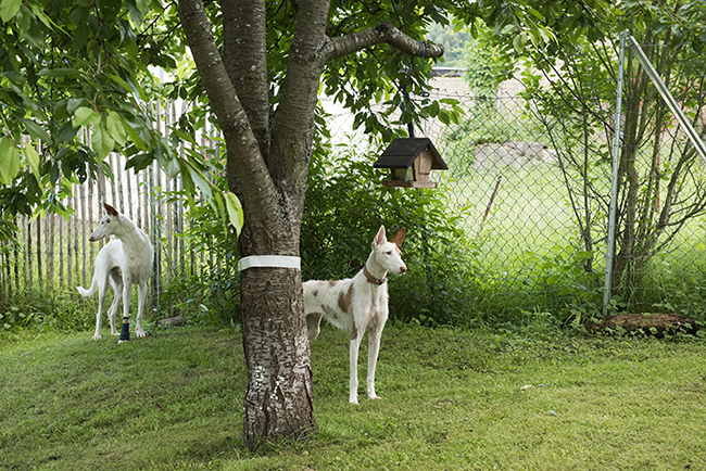 Garten.jpg
