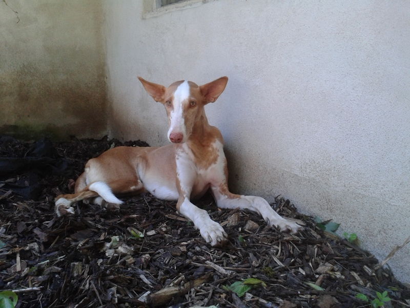 Meiner Hunde Lieblingsplatz!.jpg