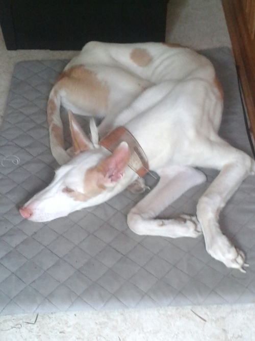 IMG-20160804-WA0058.jpg