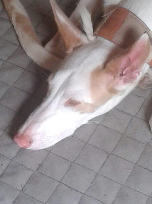 IMG-20160804-WA0059.jpg