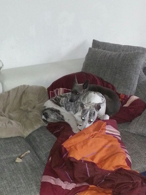 IMG-20160812-WA0007.jpg