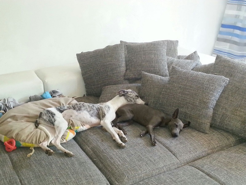 IMG-20160818-WA0009.jpg