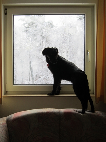 s_07 Fenster 2010.JPG