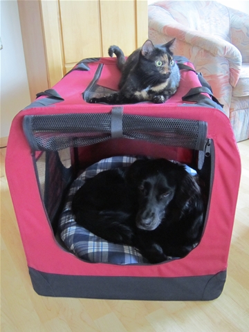 s_13Katze L 2011.JPG