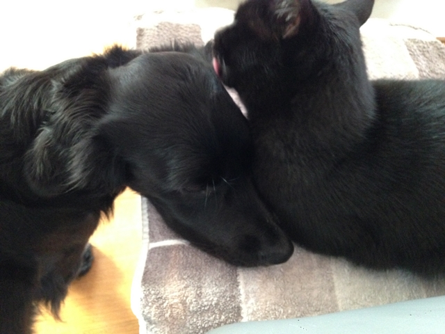 s_18 Katze 2014.JPG