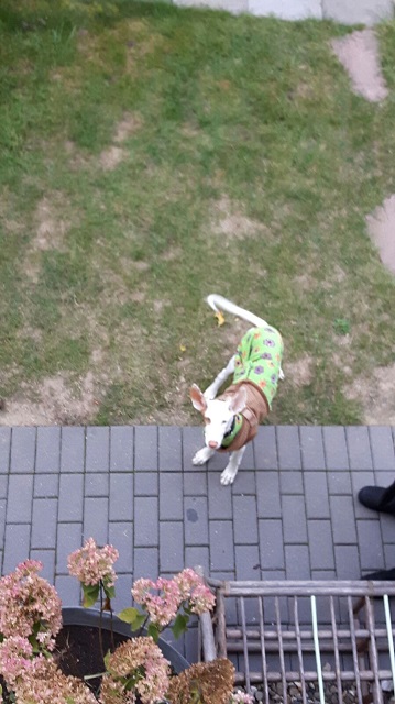 IMG-20161018-WA0008.jpg