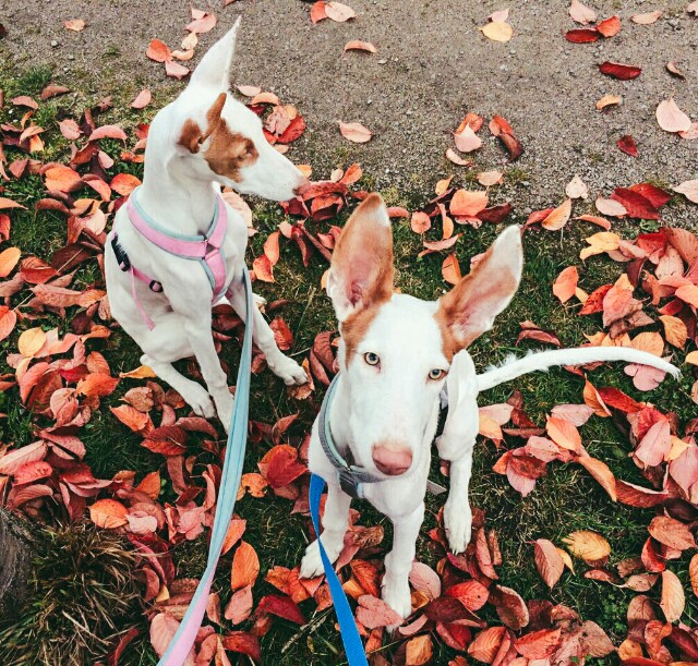 LRM_EXPORT_20161021_160913-640x611.jpg