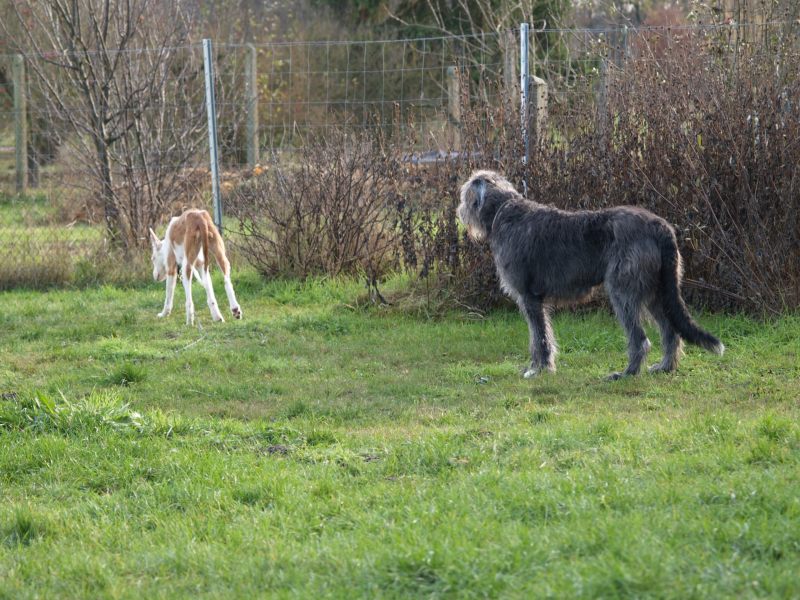 der große böse Wolf.jpg