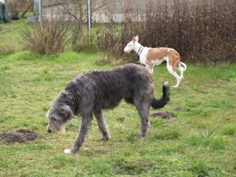 der große böse Wolf 2.jpg