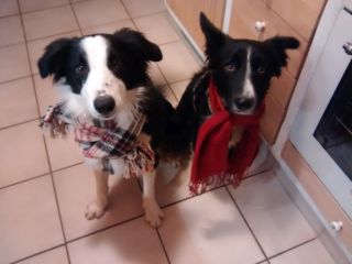 Mira und Murphy mit Schal.jpg