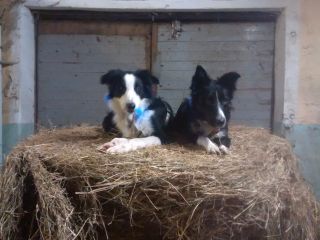 Mira und Murphy auf Heuballen.jpg