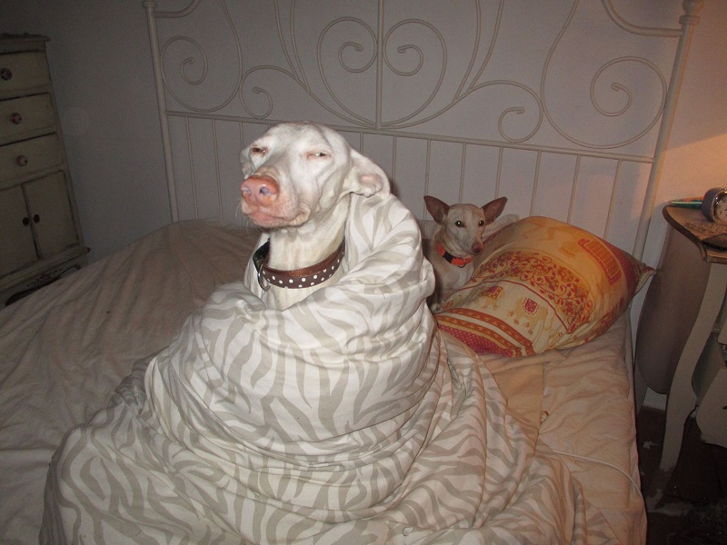 IMG-20161208-WA0002.jpg