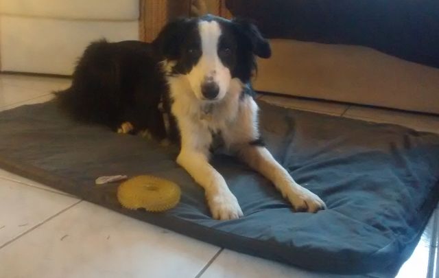 Murphy auf Decke.jpg