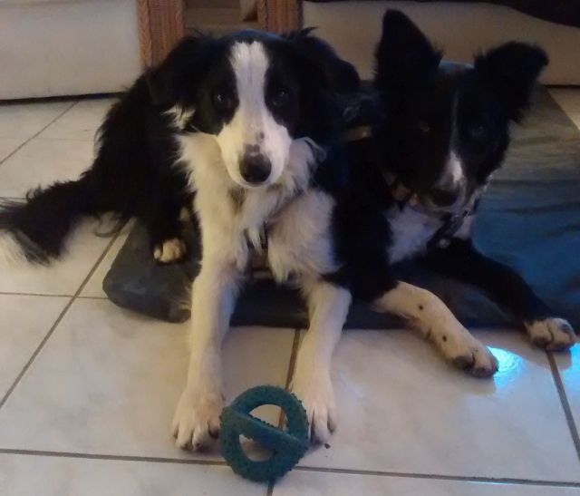 Mira und Murphy auf Decke.jpg