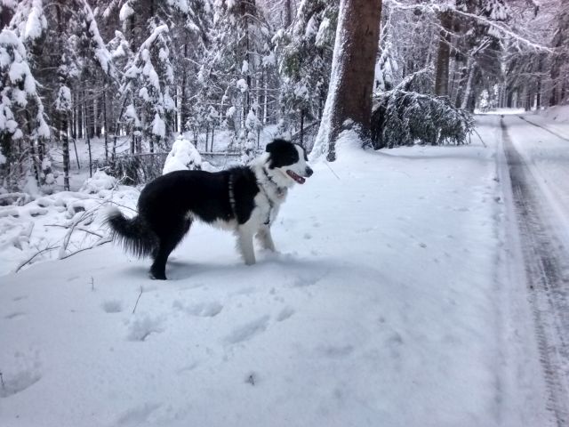 Murphy im Schnee_3.jpg