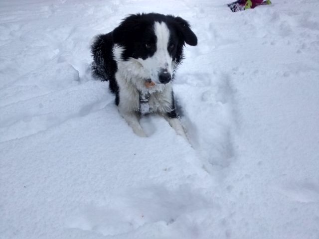 Murphy im Schnee_2.jpg