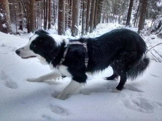 Murphy im Schnee_4.jpg