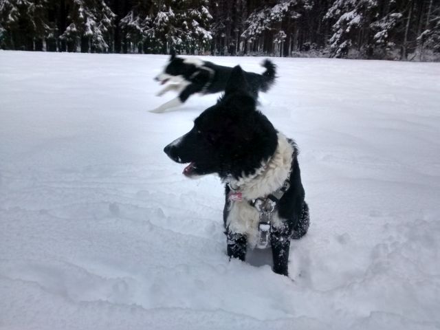 Murphy und Mira im Schnee.jpg