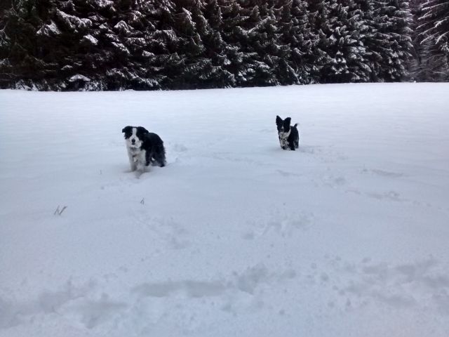 Murphy und Mira im Schnee_2.jpg