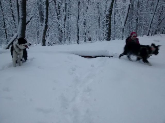 Murphy und Mira im Schnee_3.jpg