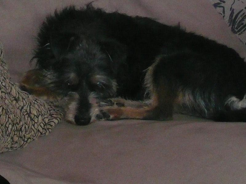 Alfie10.jpg