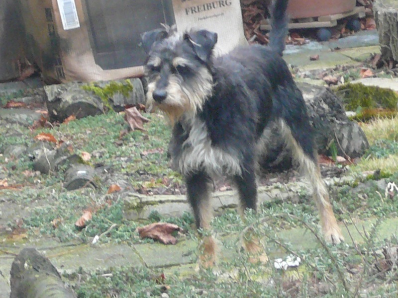 Alfie11.jpg