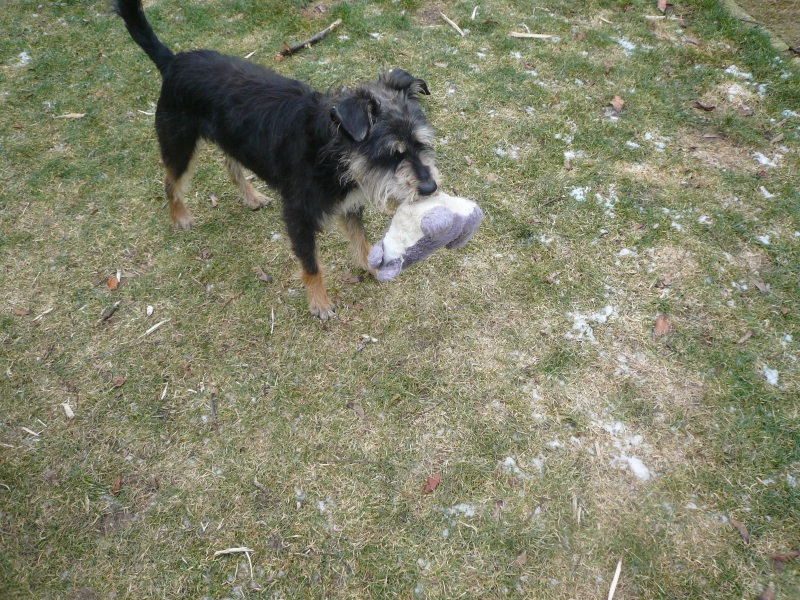 Alfie12.jpg
