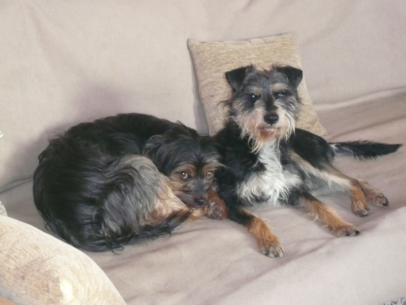Alfie13.jpg