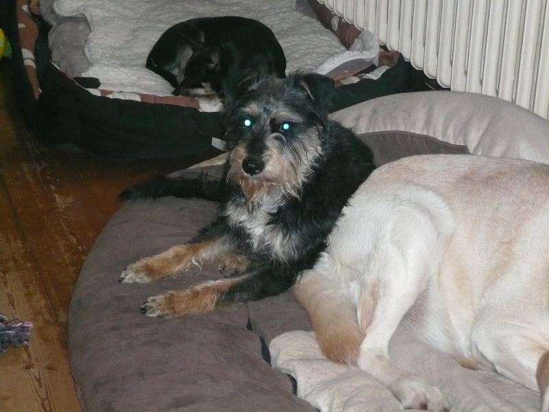 Alfie20.jpg