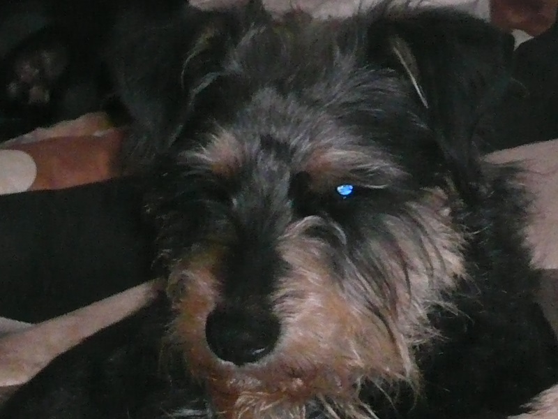 Alfie21.jpg