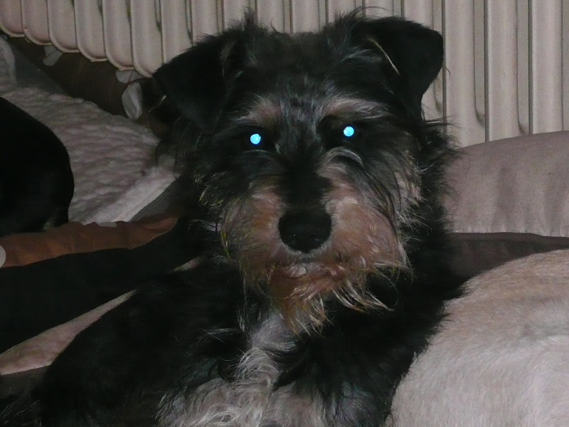 Alfie22.jpg