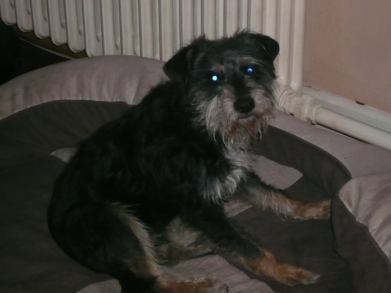 Alfie26.jpg