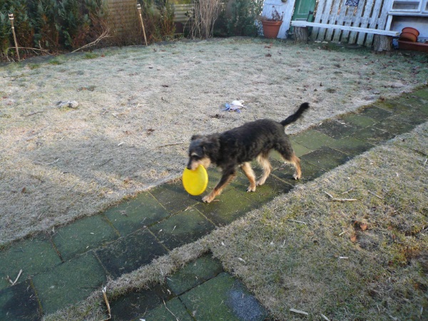 Alfie29.jpg