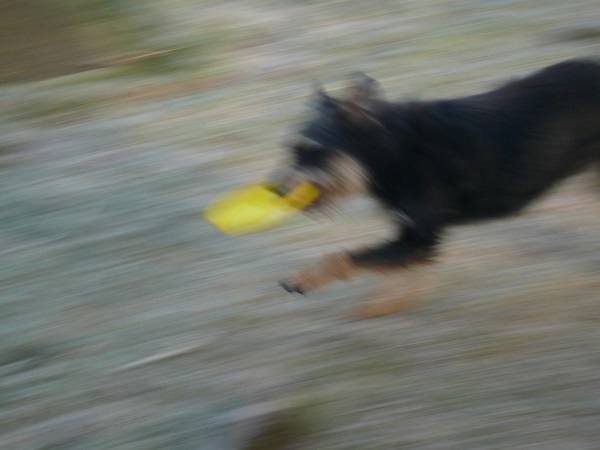 Alfie32.jpg