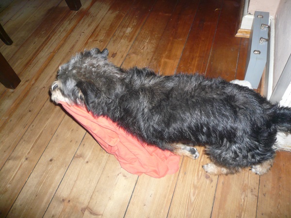 Alfie41.jpg