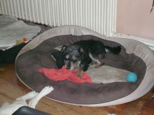 Alfie42.jpg