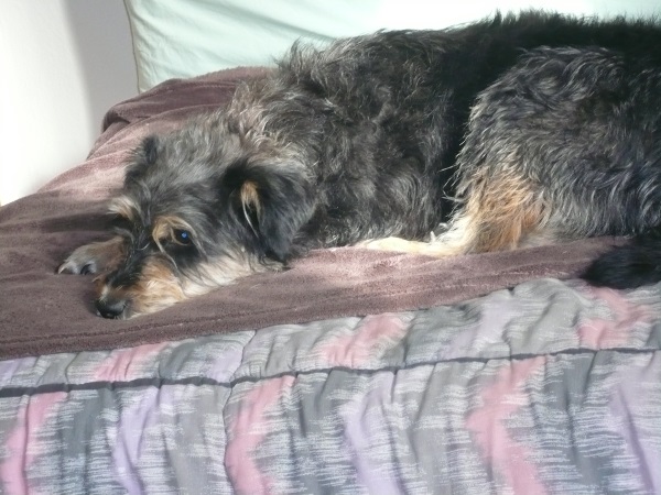 Alfie 1.jpg