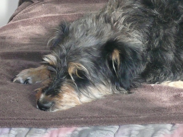 Alfie 2.jpg