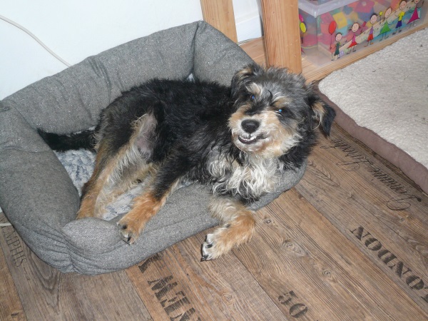 Alfie 4.jpg