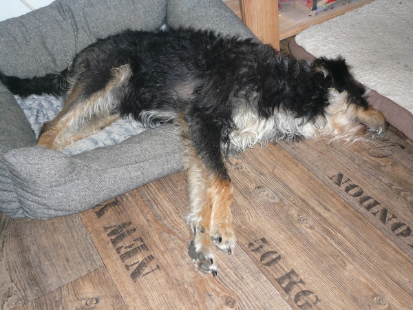 Alfie 6.jpg